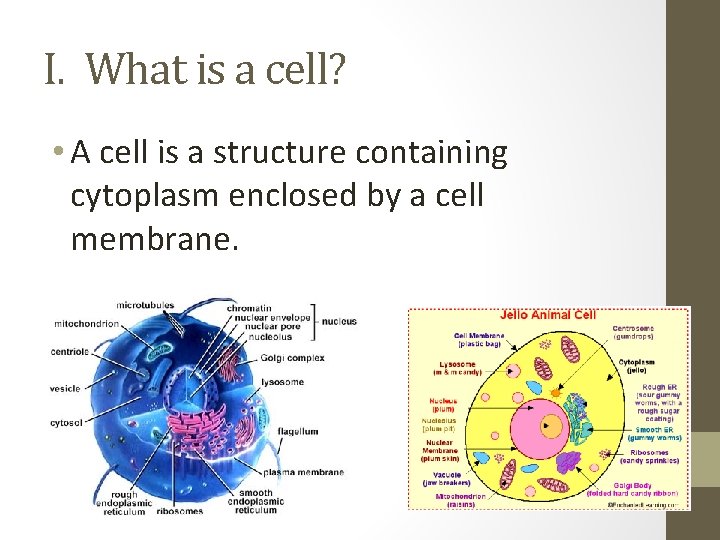 I. What is a cell? • A cell is a structure containing cytoplasm enclosed