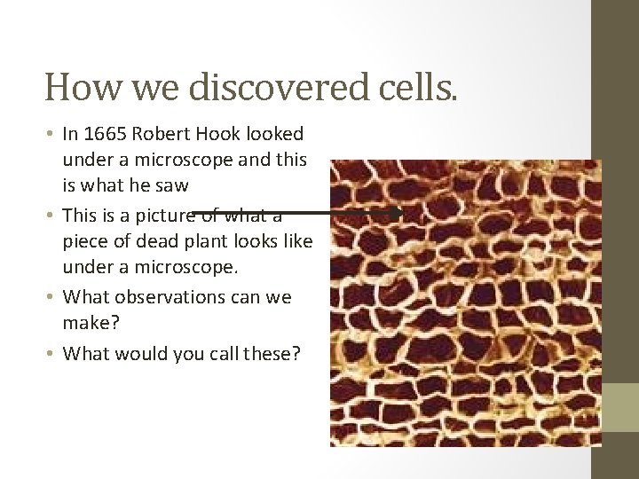 How we discovered cells. • In 1665 Robert Hook looked under a microscope and