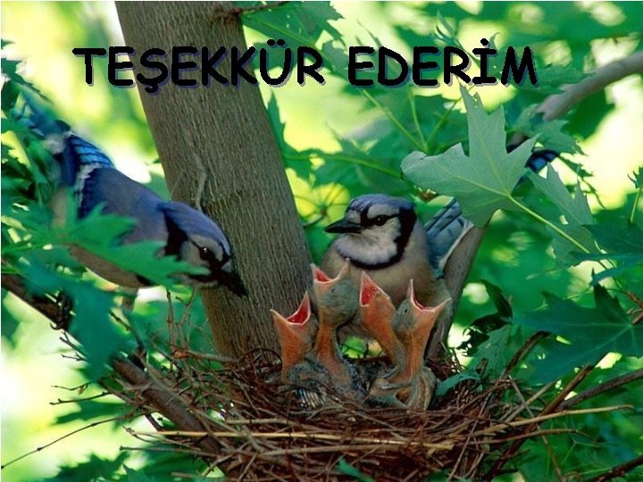 TEŞEKKÜR EDERİM 