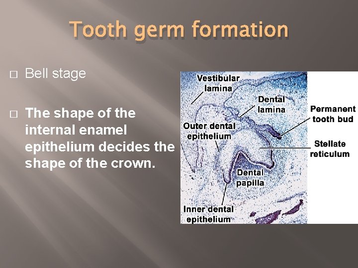 Tooth germ formation � Bell stage � The shape of the internal enamel epithelium