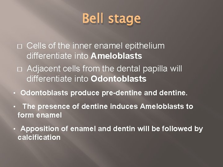 Bell stage � � Cells of the inner enamel epithelium differentiate into Ameloblasts Adjacent