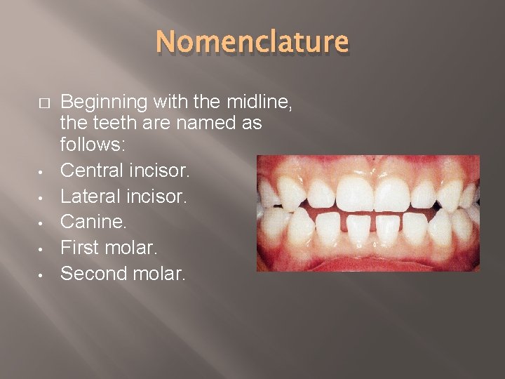 Nomenclature � • • • Beginning with the midline, the teeth are named as