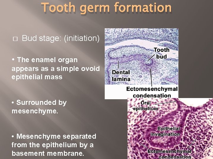 Tooth germ formation � Bud stage: (initiation) • The enamel organ appears as a