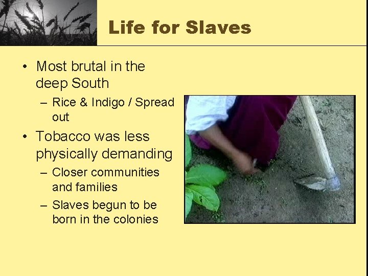 Life for Slaves • Most brutal in the deep South – Rice & Indigo