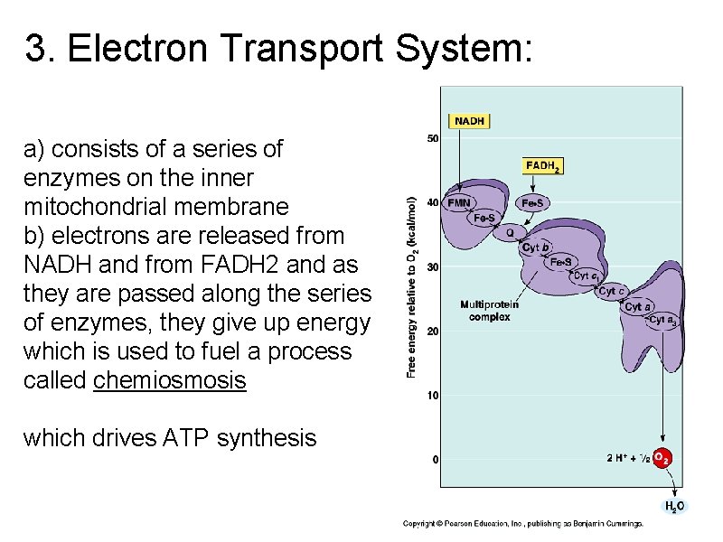 3. Electron Transport System: a) consists of a series of enzymes on the inner