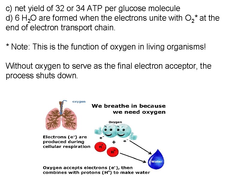 c) net yield of 32 or 34 ATP per glucose molecule d) 6 H