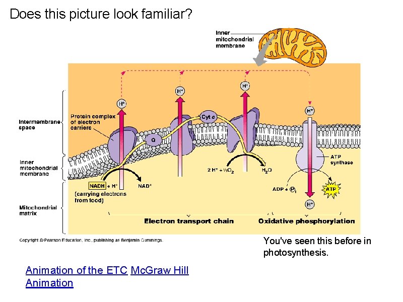 Does this picture look familiar? You've seen this before in photosynthesis. Animation of the