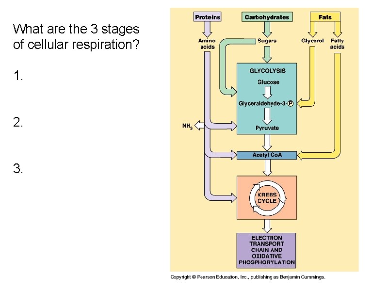 What are the 3 stages of cellular respiration? 1. 2. 3. 