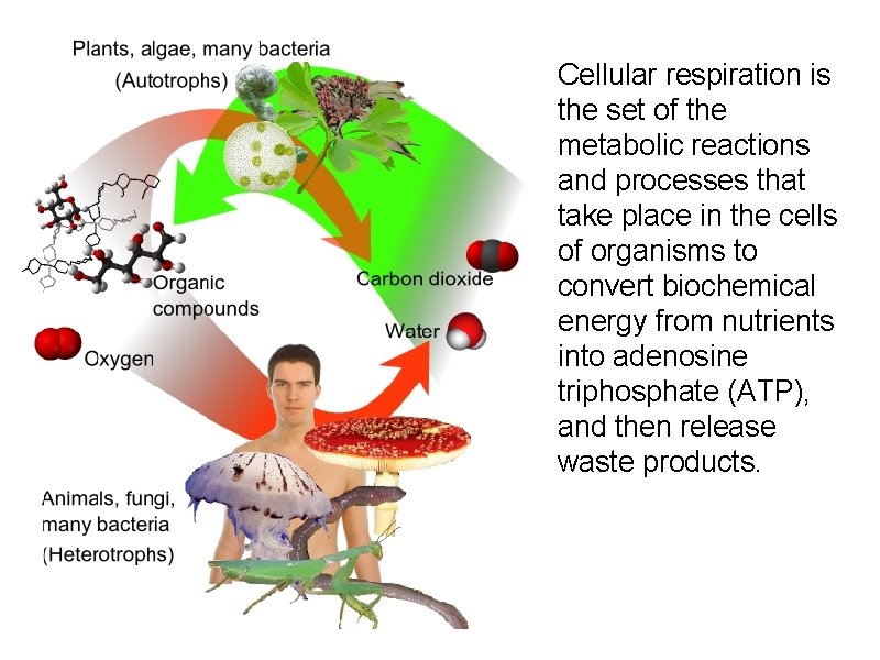 Cellular respiration is the set of the metabolic reactions and processes that take place