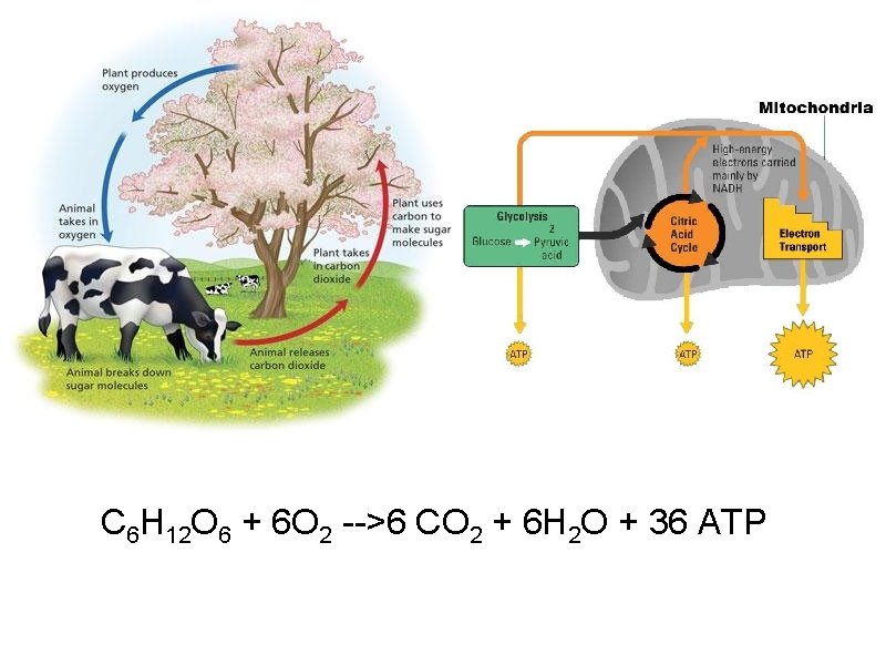  C 6 H 12 O 6 + 6 O 2 -->6 CO 2