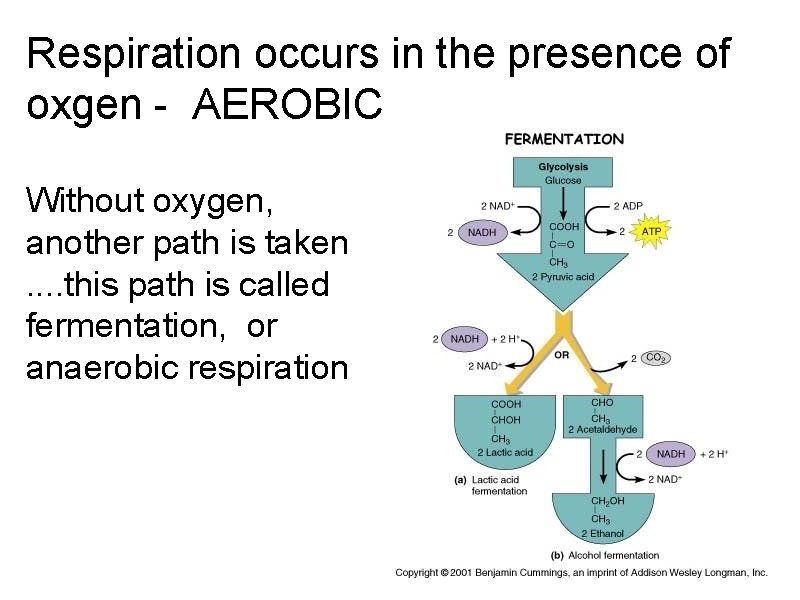 Respiration occurs in the presence of oxgen - AEROBIC Without oxygen, another path is