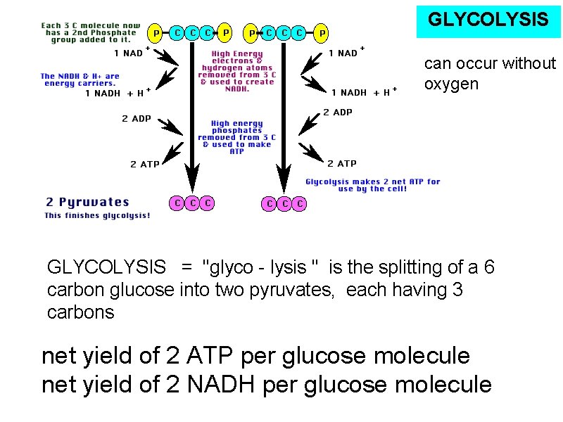 GLYCOLYSIS can occur without oxygen GLYCOLYSIS = "glyco - lysis " is the splitting