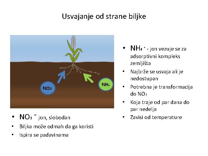 Usvajanje od strane biljke • NH 4 ⁺ - jon vezuje se za •