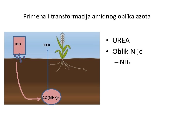 Primena i transformacija amidnog oblika azota UREA CO 2 • UREA • Oblik N