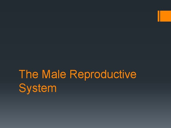 The Male Reproductive System 