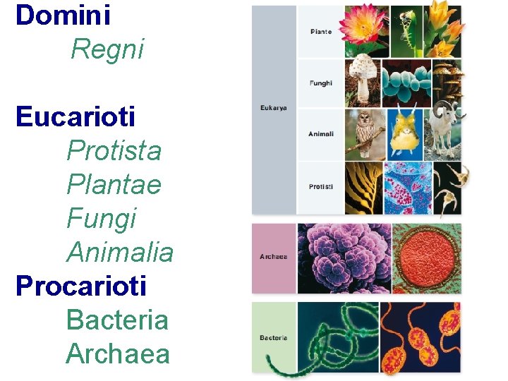 Domini Regni Eucarioti Protista Plantae Fungi Animalia Procarioti Bacteria Archaea 