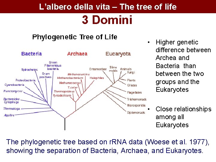 L’albero della vita – The tree of life 3 Domini • Higher genetic difference