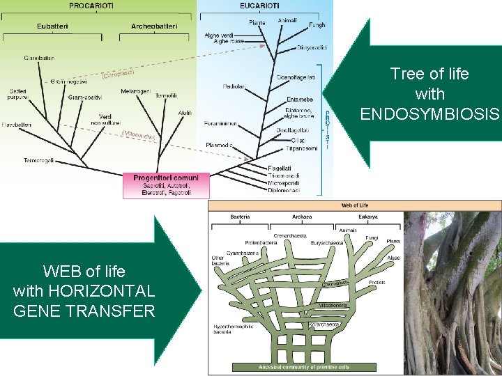 Tree of life with ENDOSYMBIOSIS WEB of life with HORIZONTAL GENE TRANSFER 