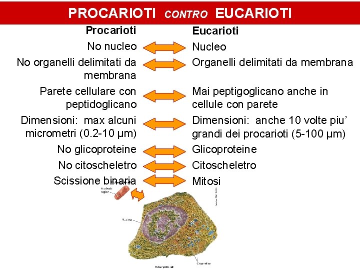 PROCARIOTI Procarioti No nucleo No organelli delimitati da membrana Parete cellulare con peptidoglicano Dimensioni: