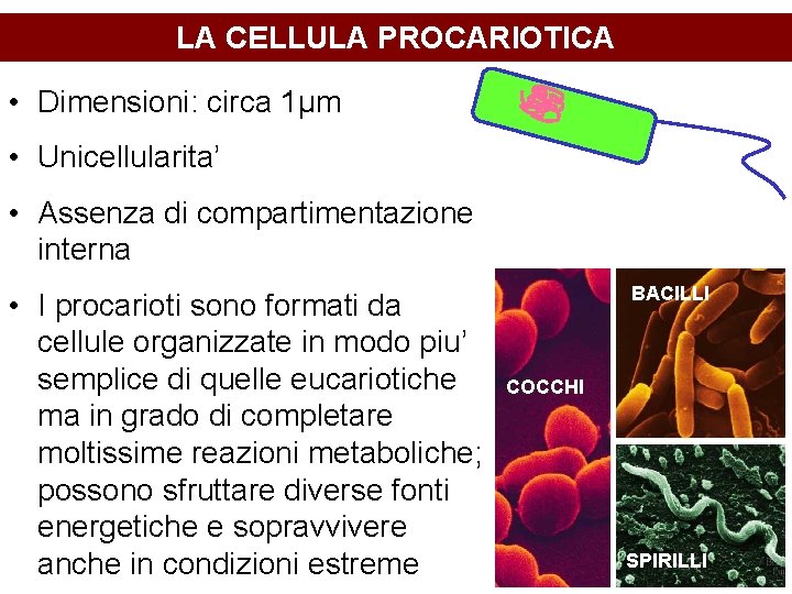 LA CELLULA PROCARIOTICA • Dimensioni: circa 1μm • Unicellularita’ • Assenza di compartimentazione interna