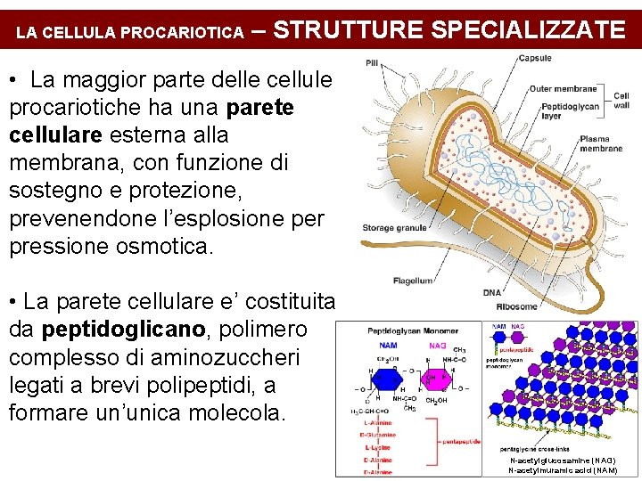 LA CELLULA PROCARIOTICA – STRUTTURE SPECIALIZZATE • La maggior parte delle cellule procariotiche ha