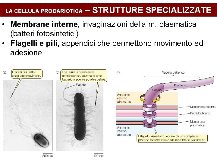 LA CELLULA PROCARIOTICA – STRUTTURE SPECIALIZZATE • Membrane interne, invaginazioni della m. plasmatica (batteri
