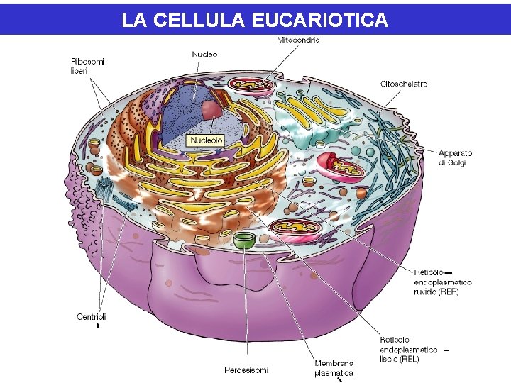 LA CELLULA EUCARIOTICA 