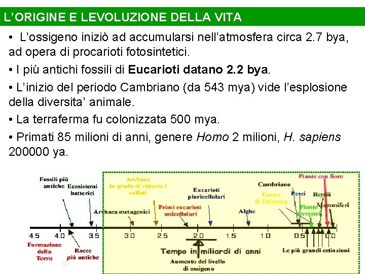 L’ORIGINE E LEVOLUZIONE DELLA VITA • L’ossigeno iniziò ad accumularsi nell’atmosfera circa 2. 7