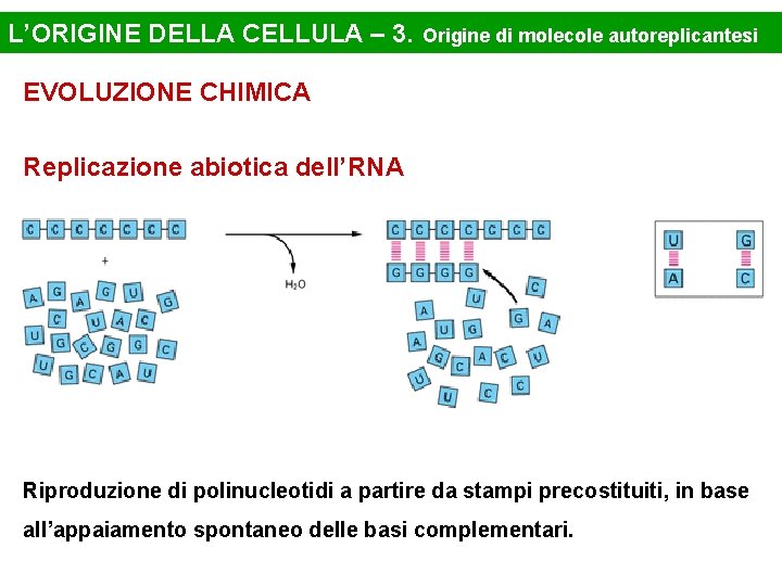 L’ORIGINE DELLA CELLULA – 3. Origine di molecole autoreplicantesi EVOLUZIONE CHIMICA Replicazione abiotica dell’RNA