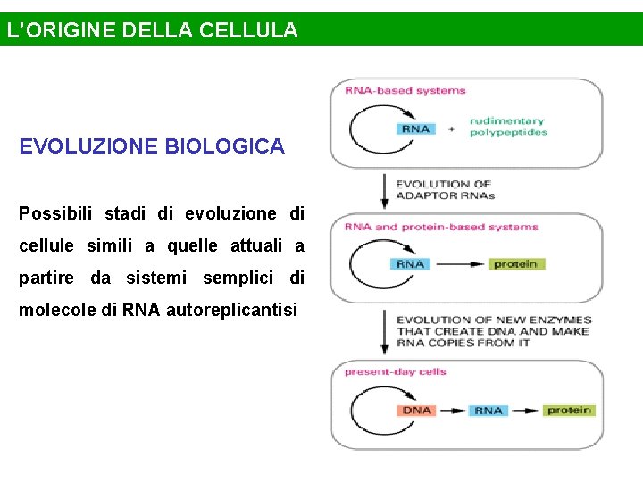 L’ORIGINE DELLA CELLULA EVOLUZIONE BIOLOGICA Possibili stadi di evoluzione di cellule simili a quelle