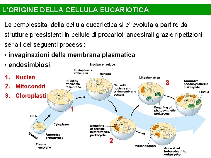 L’ORIGINE DELLA CELLULA EUCARIOTICA La complessita’ della cellula eucariotica si e’ evoluta a partire