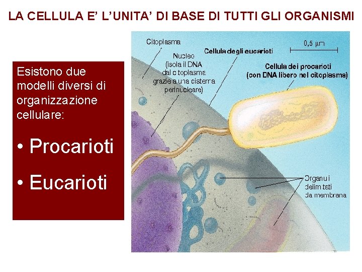 LA CELLULA E’ L’UNITA’ DI BASE DI TUTTI GLI ORGANISMI Esistono due modelli diversi