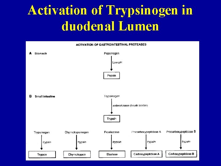 Activation of Trypsinogen in duodenal Lumen 