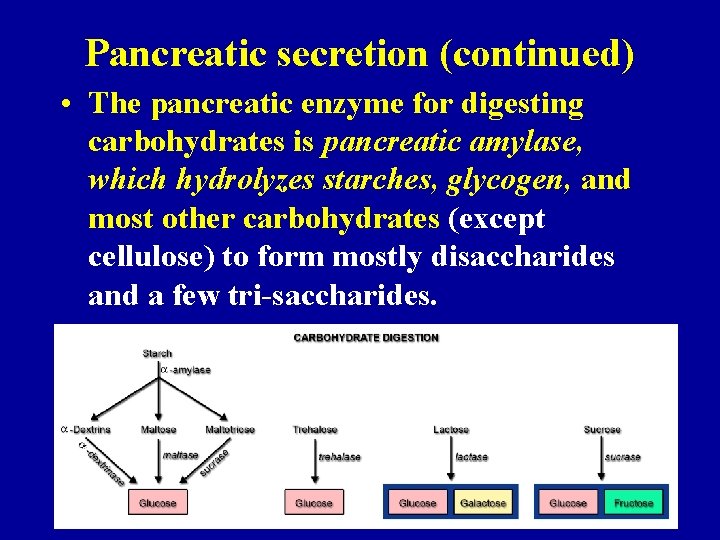 Pancreatic secretion (continued) • The pancreatic enzyme for digesting carbohydrates is pancreatic amylase, which