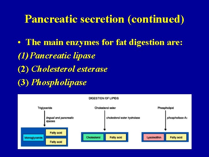 Pancreatic secretion (continued) • The main enzymes for fat digestion are: (1) Pancreatic lipase