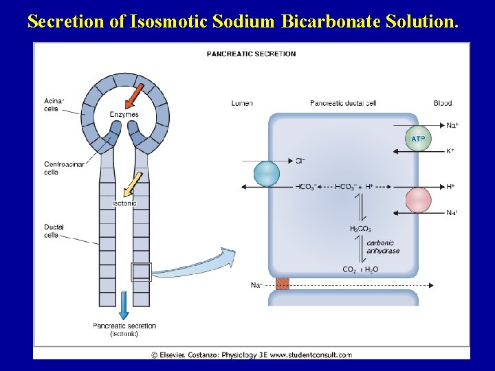 Secretion of Isosmotic Sodium Bicarbonate Solution. 