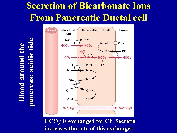 Blood around the pancreas; acidic tide Secretion of Bicarbonate Ions From Pancreatic Ductal cell