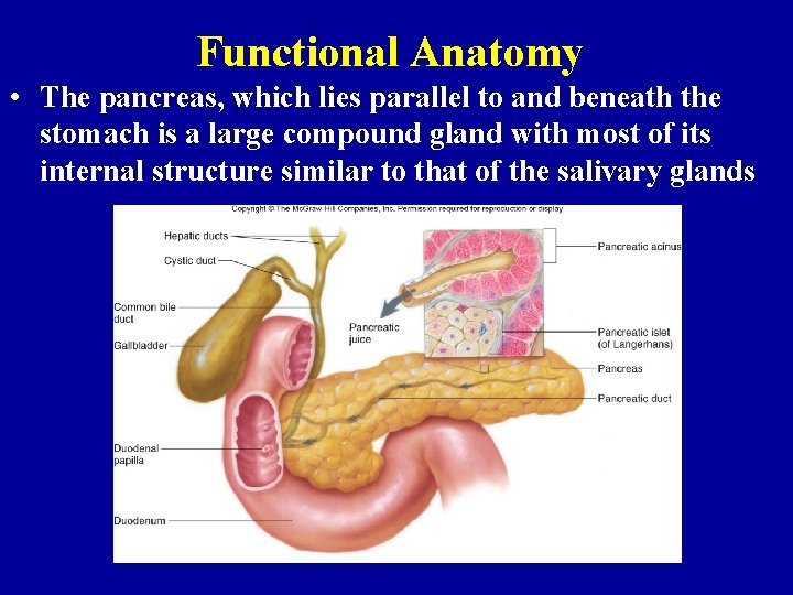 Functional Anatomy • The pancreas, which lies parallel to and beneath the stomach is