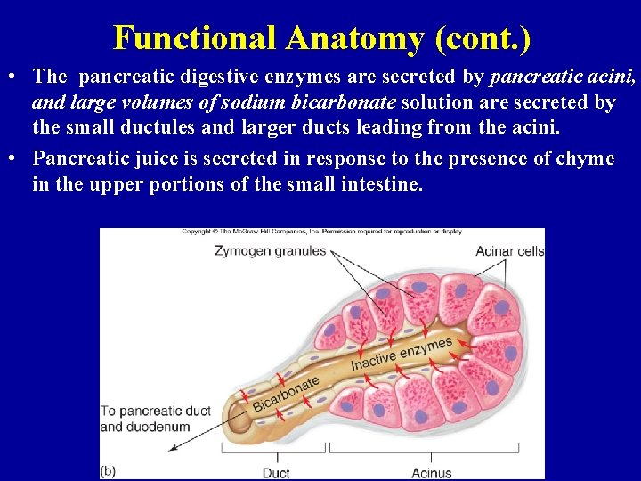 Functional Anatomy (cont. ) • The pancreatic digestive enzymes are secreted by pancreatic acini,