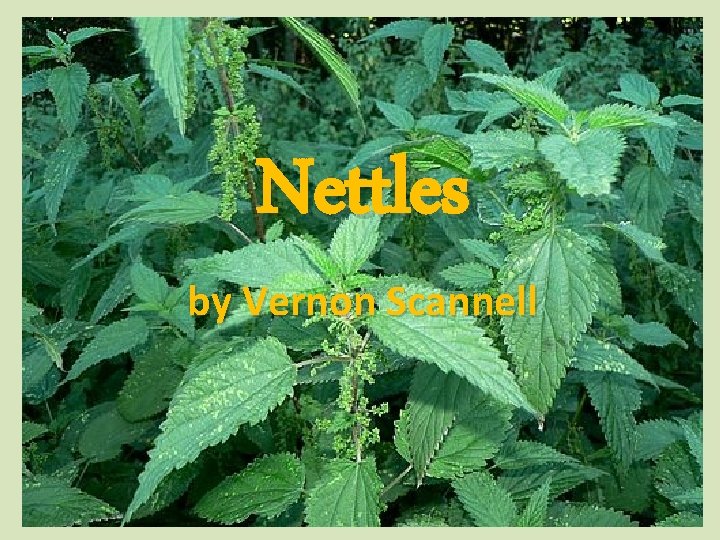 Nettles by Vernon Scannell 