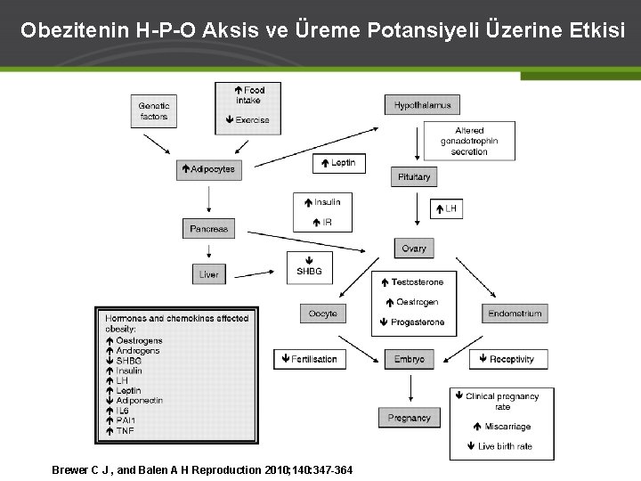 Obezitenin H-P-O Aksis ve Üreme Potansiyeli Üzerine Etkisi Brewer C J , and Balen