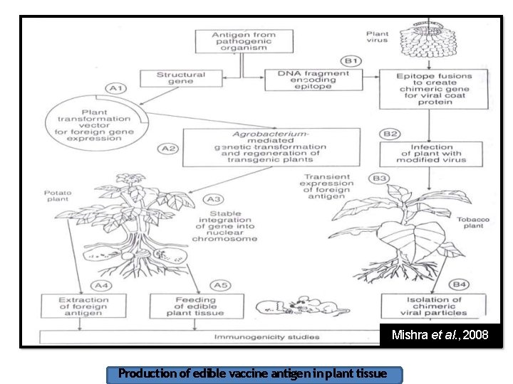 Mishra et al. , 2008 Production of edible vaccine antigen in plant tissue 