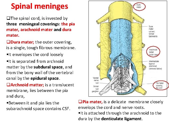 Spinal meninges q. The spinal cord, is invested by three meningeal coverings: the pia