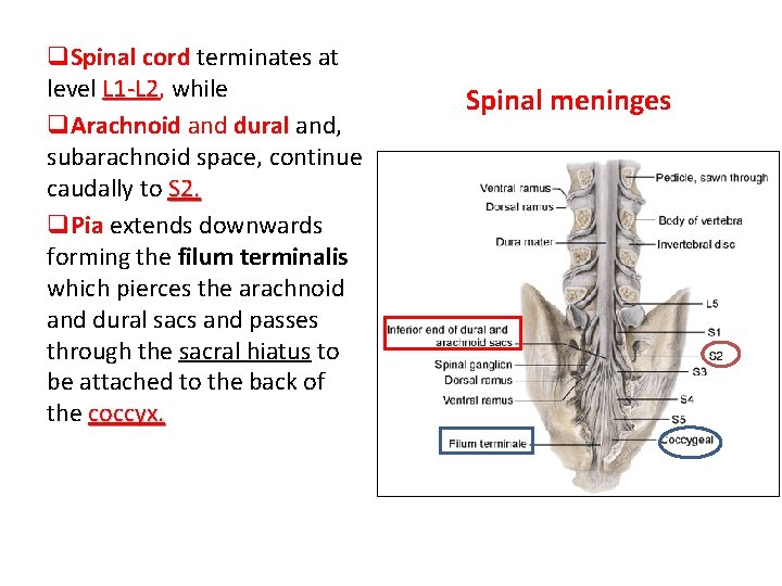 q. Spinal cord terminates at level L 1 -L 2, L 1 -L 2