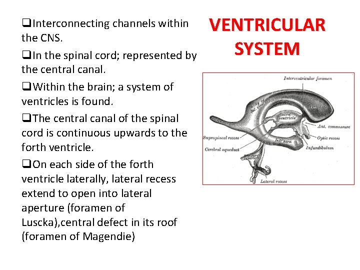 q. Interconnecting channels within the CNS. q. In the spinal cord; represented by the