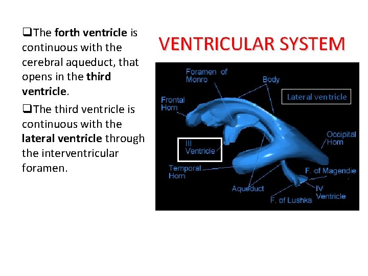 q. The forth ventricle is continuous with the cerebral aqueduct, that opens in the