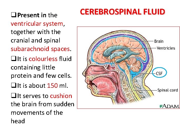 q. Present in the ventricular system, together with the cranial and spinal subarachnoid spaces.