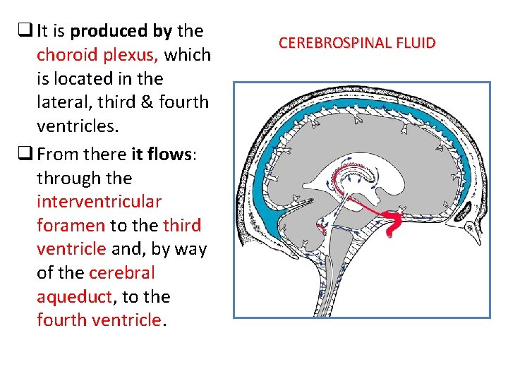 q It is produced by the choroid plexus, which is located in the lateral,