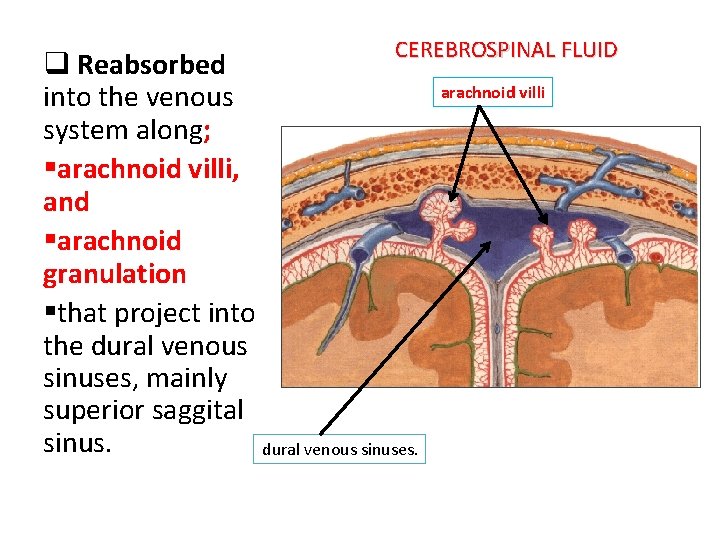 CEREBROSPINAL FLUID q Reabsorbed into the venous system along; §arachnoid villi, and §arachnoid granulation