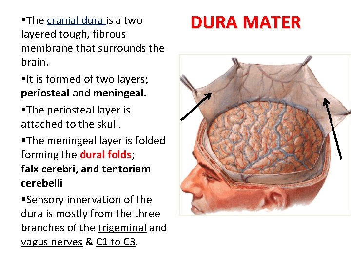 §The cranial dura is a two layered tough, fibrous membrane that surrounds the brain.